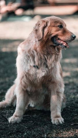 Example: the one photo of Maple, a golden retriever