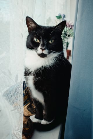 Example: the one photo of Pepper, a tuxedo cat